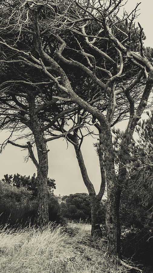 Tangled Trees Photograph by Marco Oliveira