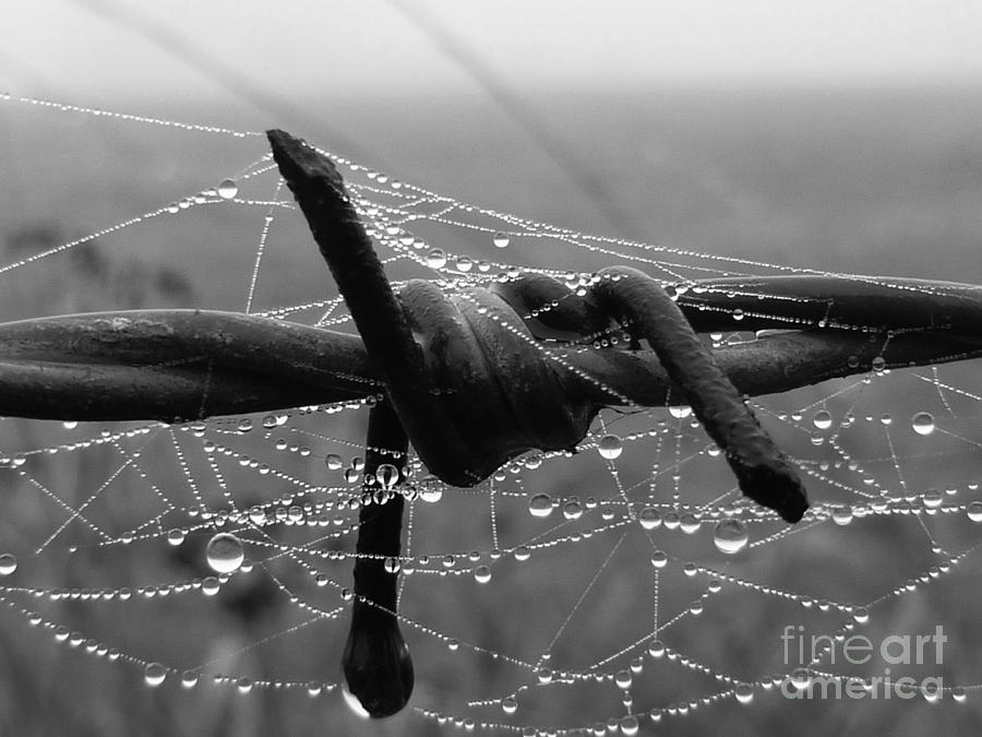 Tangled Photograph by Vicki Spindler