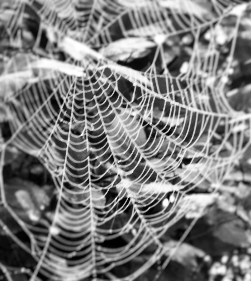 Tangled  Photograph by Amy Chesnut Fine Art America