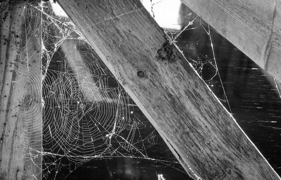 Tangled Web Photograph by Bill Pevlor
