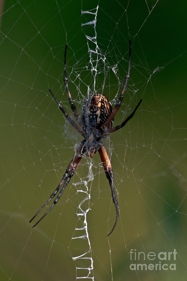 Tangled Web - Garden Spider Photograph by Robert Frederick