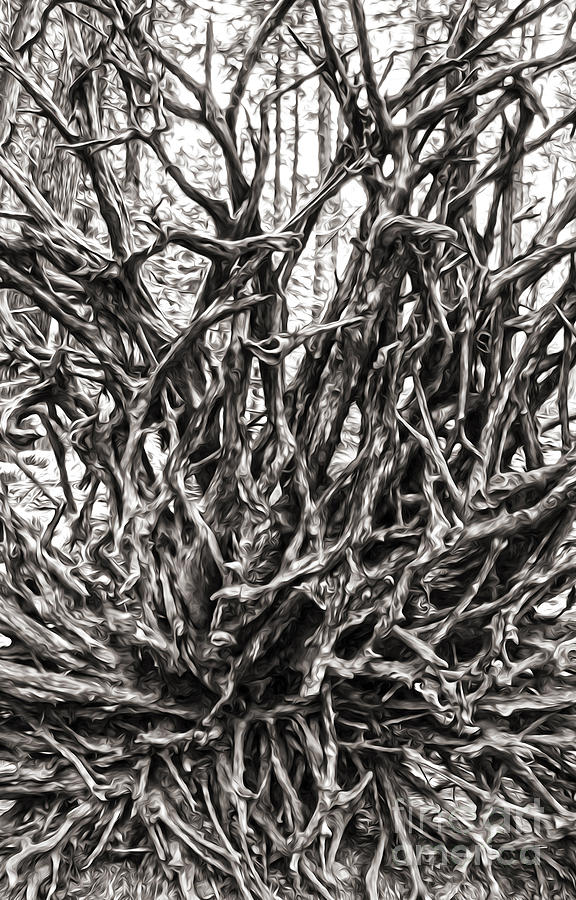 Tangled Wood Painting - Tangled Wood by Gregory Dyer