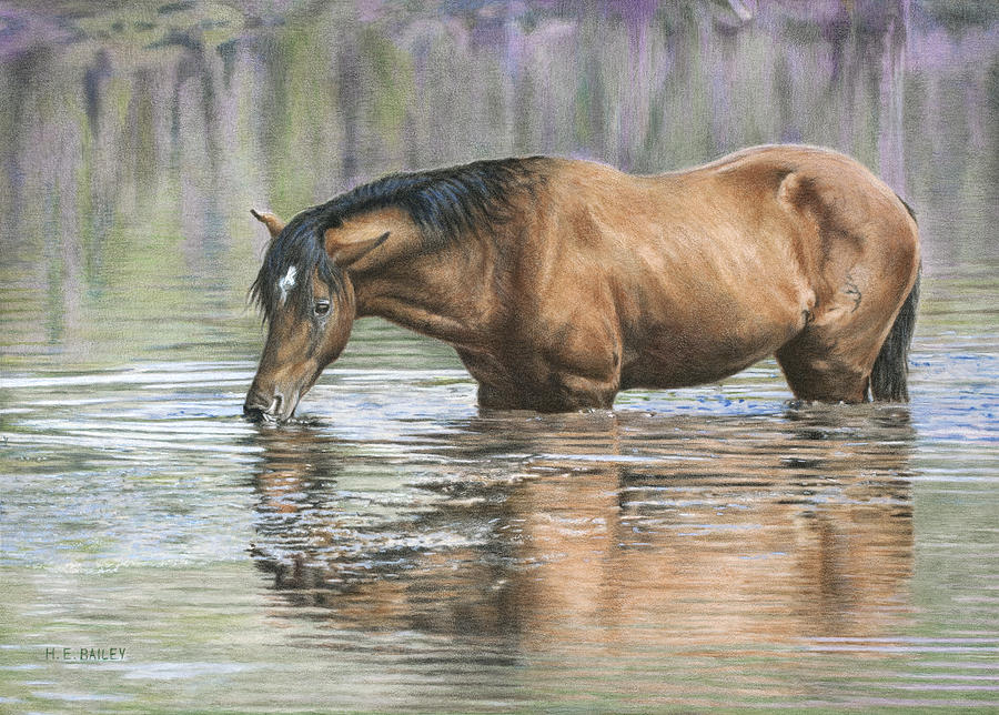 Horse Drawing - Tango On The Salt River by Helen Bailey