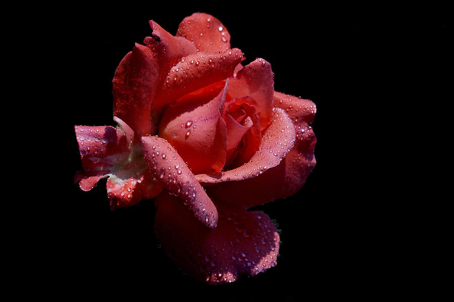 Rose Photograph - Tangy by Doug Norkum