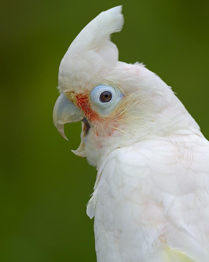 Cockatoo Photograph - Tanimbar Correla by Tony Beck