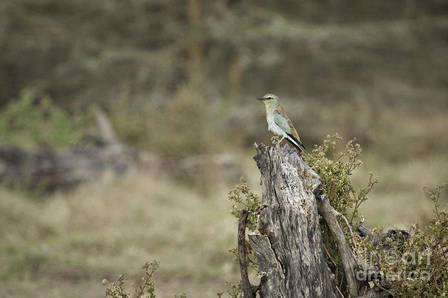 Tanzania Bird Photograph by Timothy Hacker
