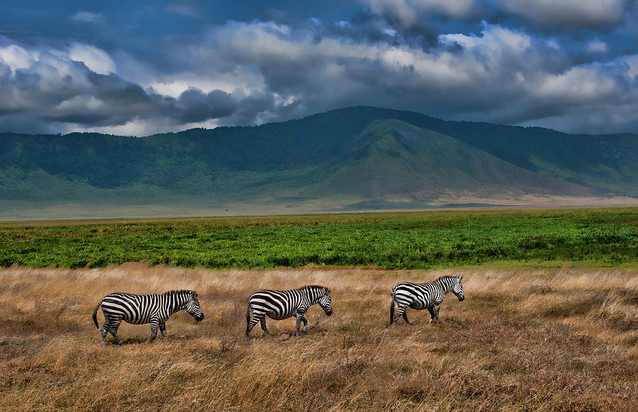 Tanzania, Ngorongoro Conservation Area Photograph by Bill Bachmann