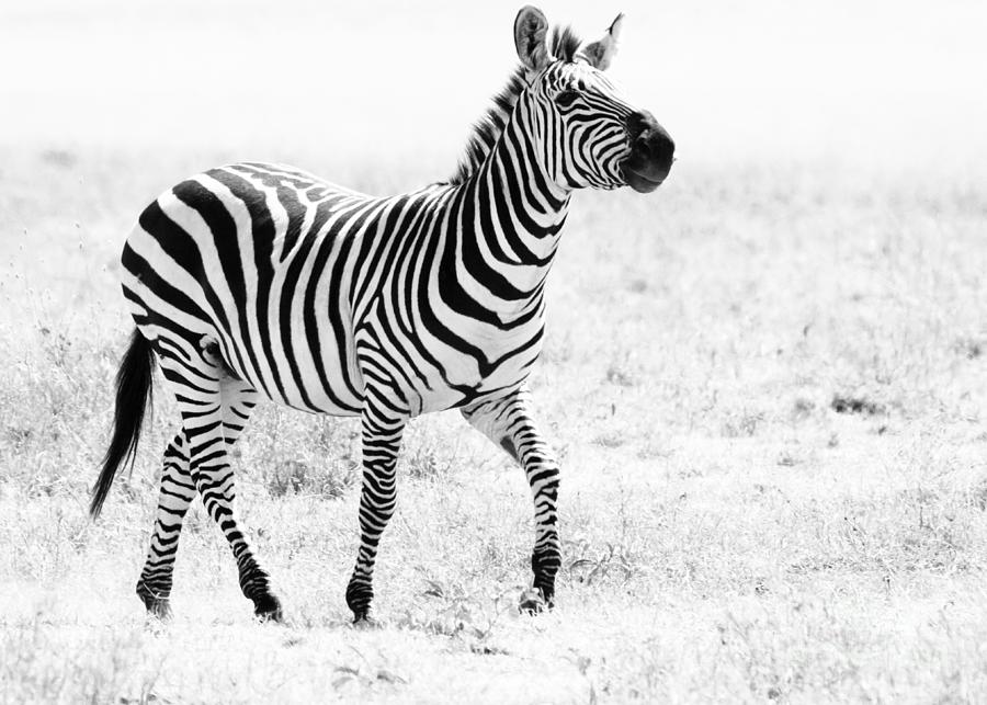 Black And White Photograph - Tanzania Zebra by Chris Scroggins