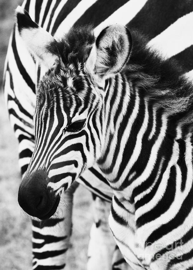 Tanzania Zebra Foal Photograph by Chris Scroggins