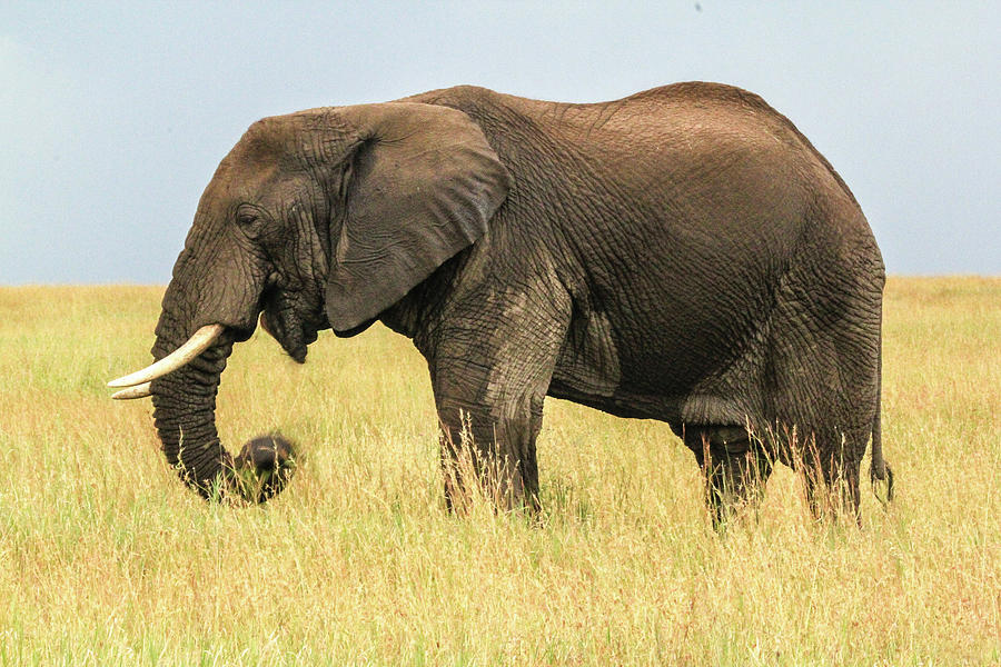 Tanzanian Elephant Photograph by Photo By Diane J Geddes, Winnipeg, Canada