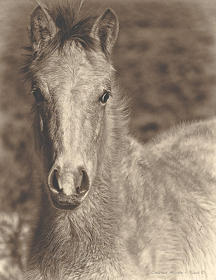 Taos Pony Mixed Media by Charles Muhle