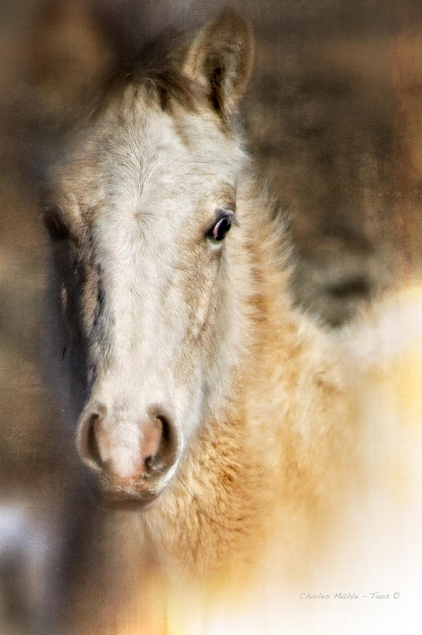 Taos pony X Photograph by Charles Muhle