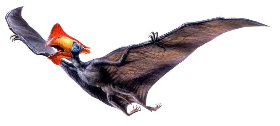 Tapejara Pterosaur Photograph By Deagostiniuig Pixels