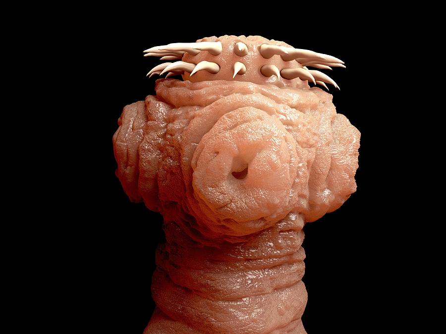Tapeworm, artwork Drawing by Juan Gartner Tapeworm, artwork Drawing by Juan Gartner