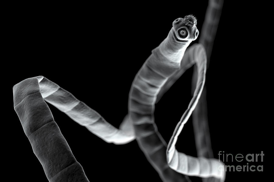 Tapeworm Cestoda Photograph by Science Picture Co