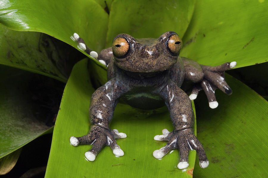 Tapichalaca Tree Frog Photograph by Pete Oxford