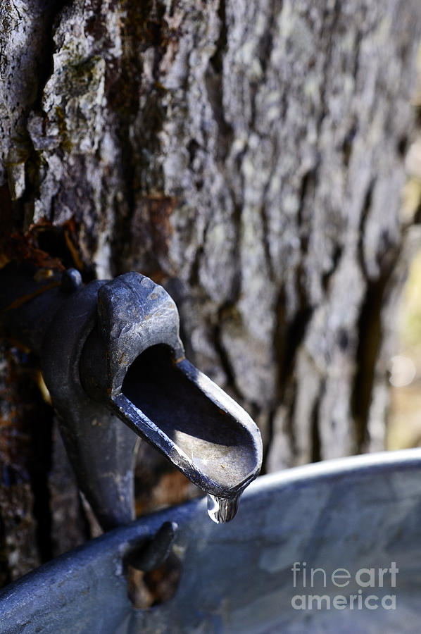 Tapped Sugar Maple Photograph by Thomas R Fletcher