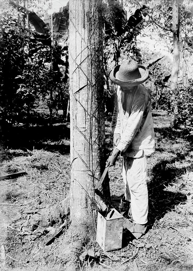 Tapping Trees for Natural Rubber