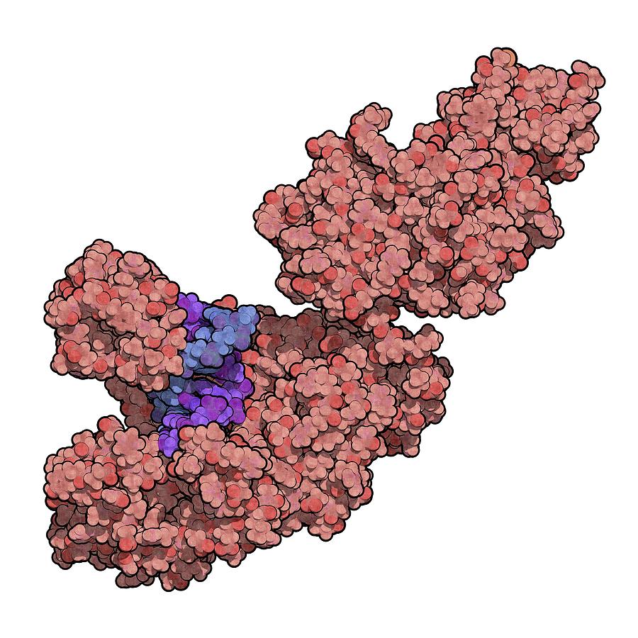 Taq Polymerase Pcr Enzyme Molecule Photograph by Molekuul/science Photo ...