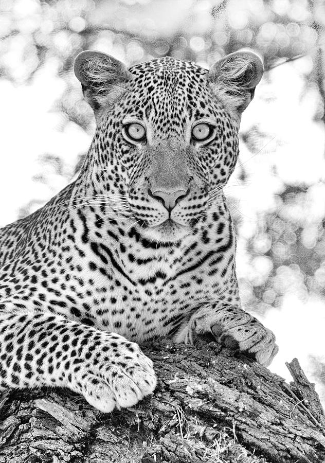 Tarangire Leopard Photograph by Max Waugh