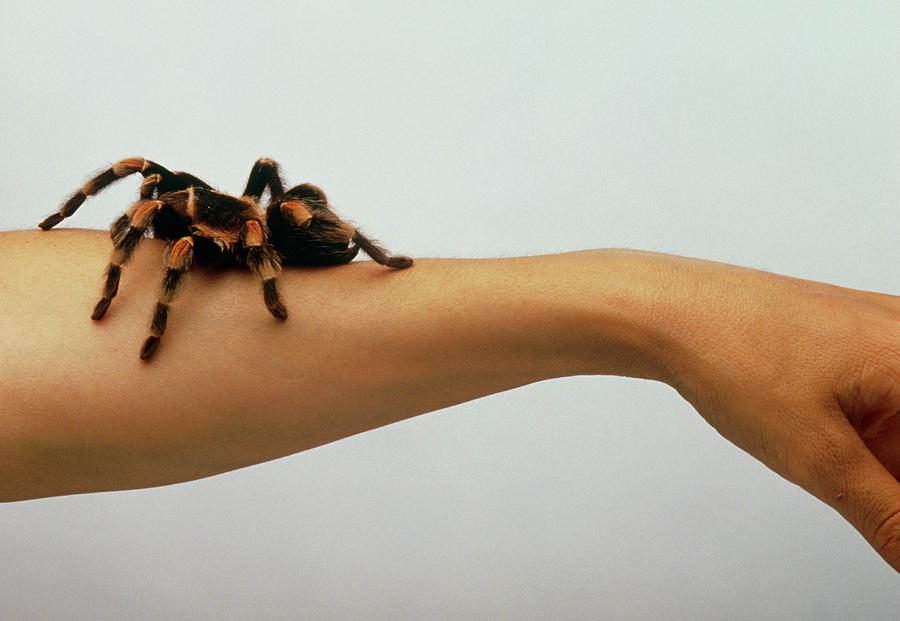 Tarantula Crawling On Womans Arm Photograph By Pascal Goetgheluckscience Photo Library Pixels 