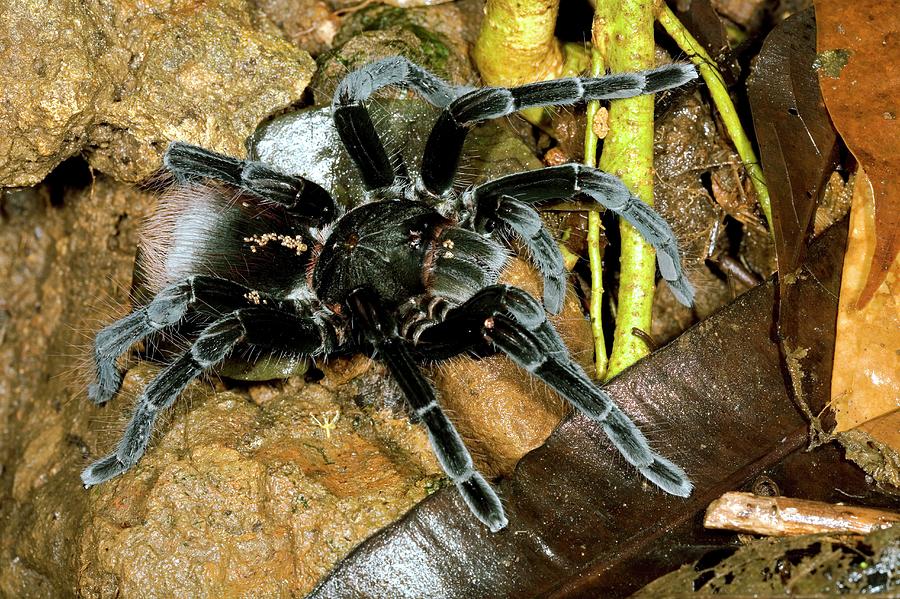 Tarantula Photograph by Dr Morley Read/science Photo Library