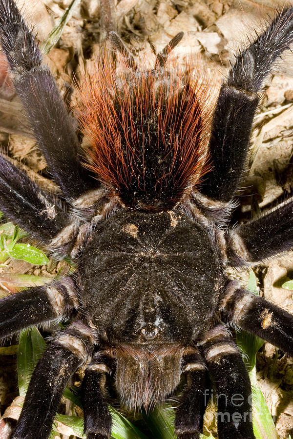 Tarantula Photograph by Gregory G. Dimijian, M.D.