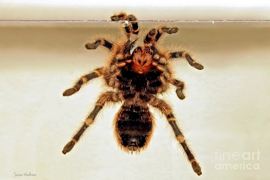 Spider Photograph - Tarantula Hanging On Glass by Susan Wiedmann