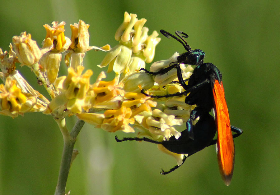 Tarantula Hawk Wasp