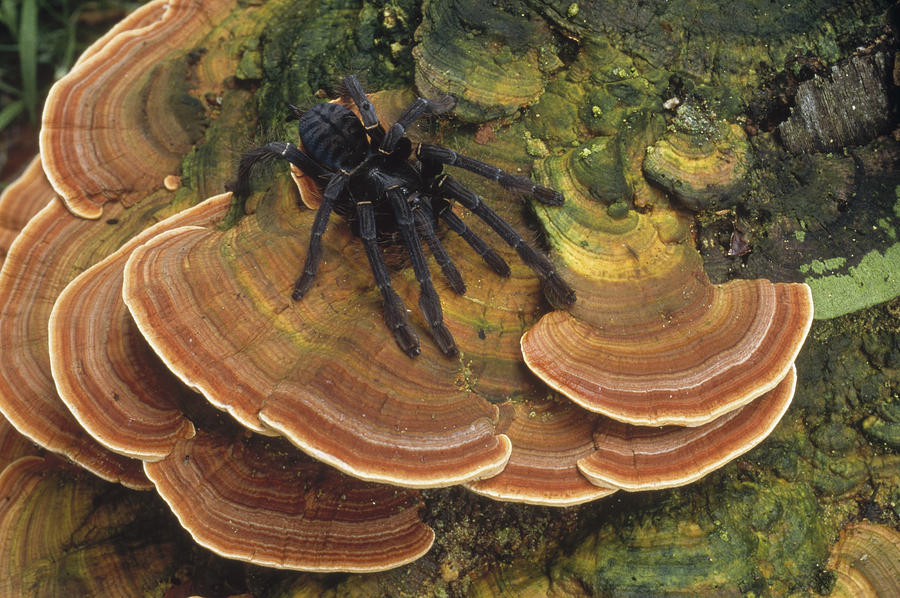 Tarantula On Bracket Fungus Sulawesi Photograph by Mark Jones