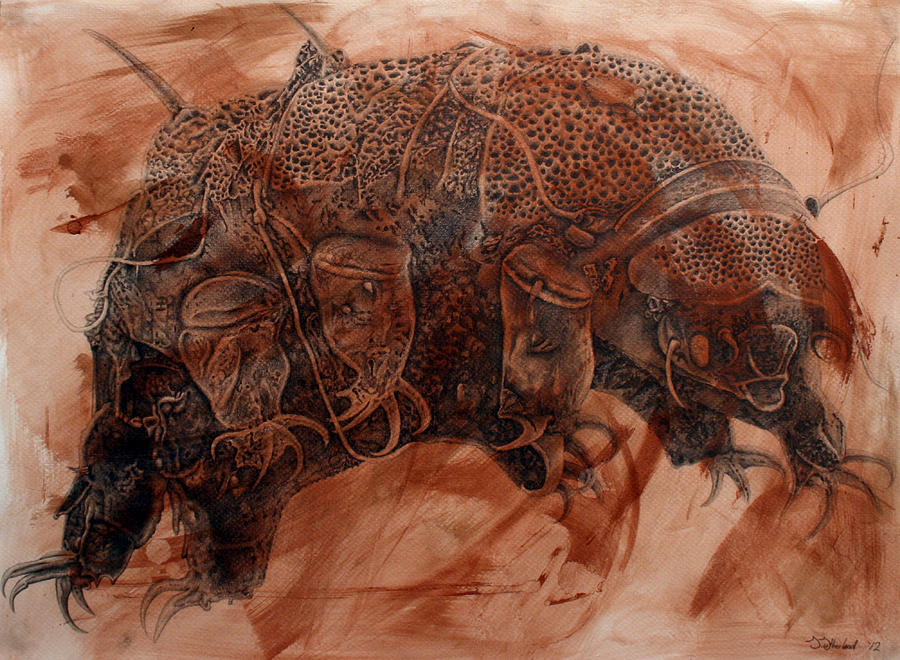 Tardigrade Drawing by Sarah Sutherland Fine Art America