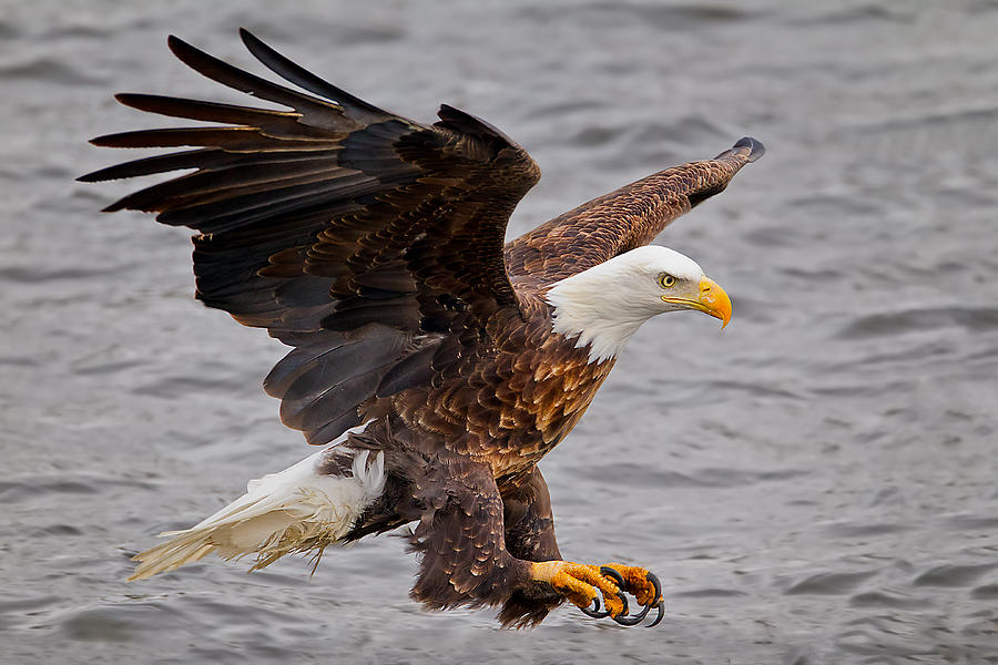 Bald Eagle Photograph - Target Spotted by Todd Ryburn