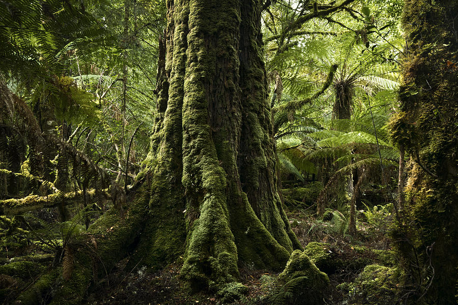 Tarkine Philosophers Forest Photograph by James M