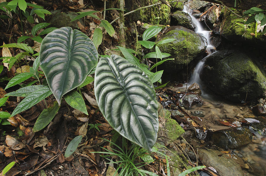 Taro Leaves In Rainforest Sabah Borneo Photograph by Chien Lee