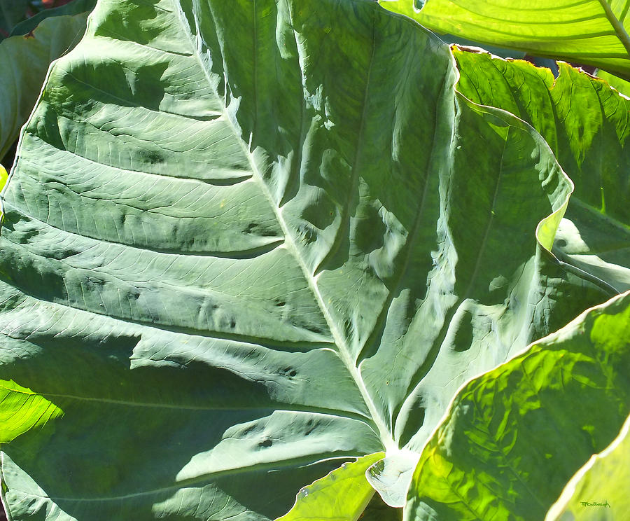 Taro Plant Leaf Upclose Photograph by Duane McCullough