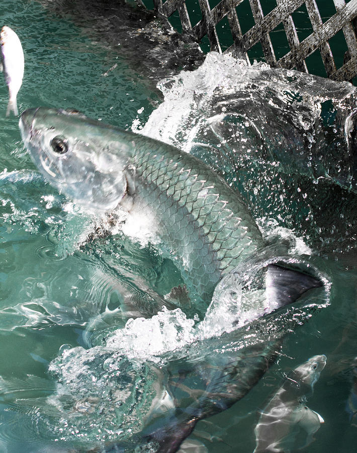 Tarpon After Minnow Photograph by Dorothy Cunningham