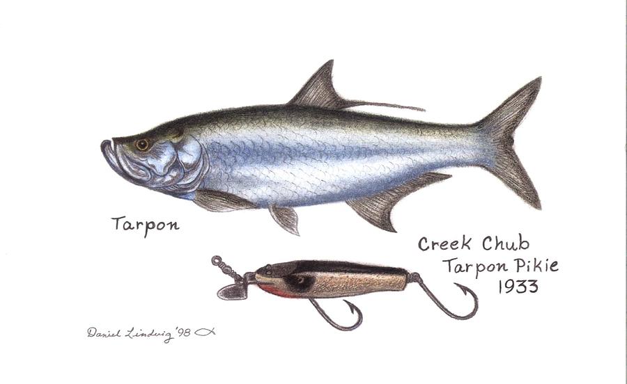 Fish Drawing - Tarpon and Creek Chub Tarpon Lure 1933 by Daniel Lindvig