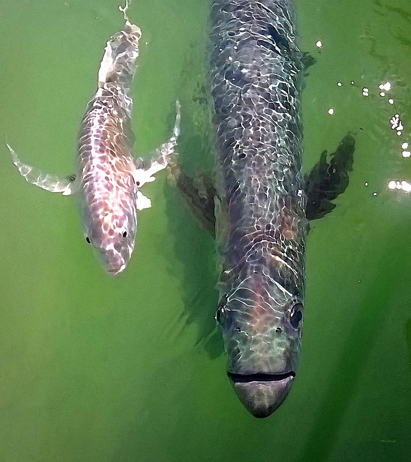 Tarpon and Jack Fish 1 Photograph by Duane McCullough