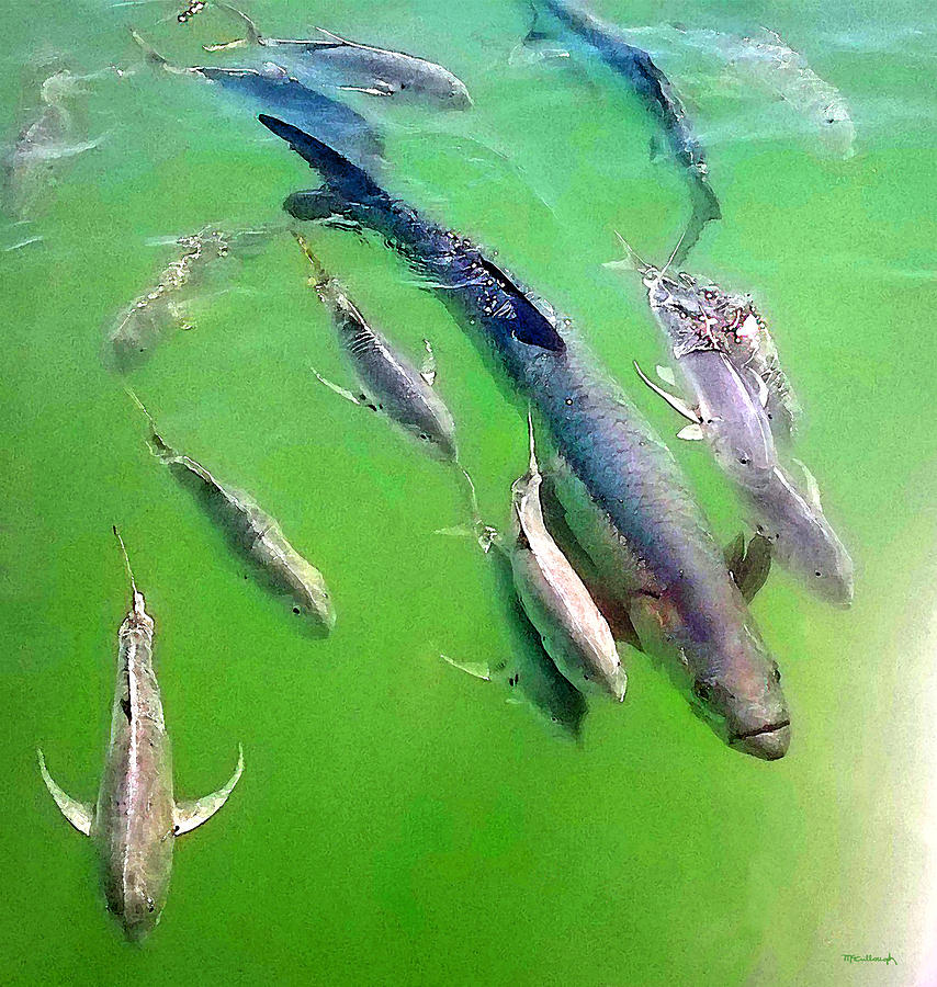 Tarpon and Jack Fish 3 Photograph by Duane McCullough