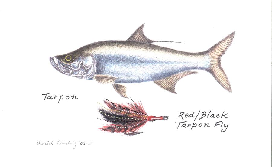 Fly Fishing Drawing - Tarpon and Red Black Tarpon Fly by Daniel Lindvig