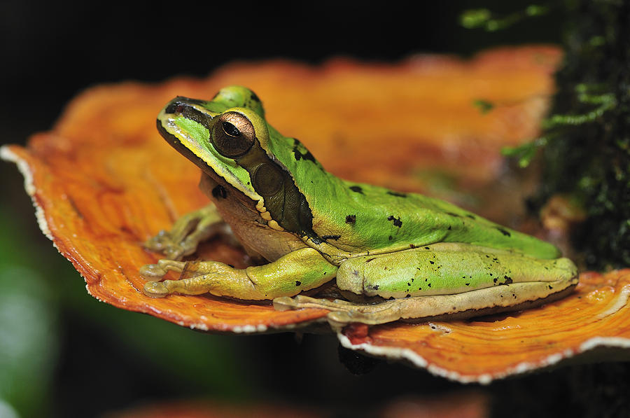 Tarraco Treefrog On Mushroom Costa Rica Photograph by Thomas Marent