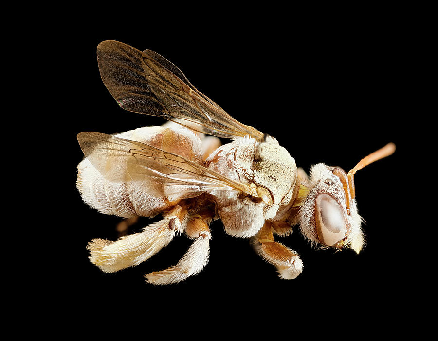Tarsalia Bee Photograph by Us Geological Survey