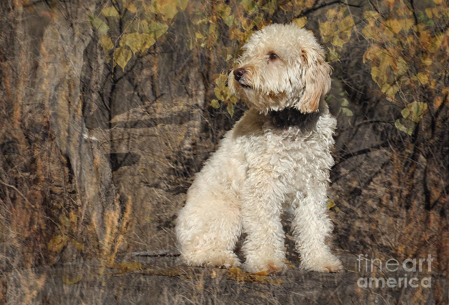 Dog Photograph - Tashi by Bob Hislop