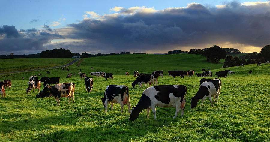 Tasmanian Cattle Grazing Photograph by Johnathan Ampersand Esper