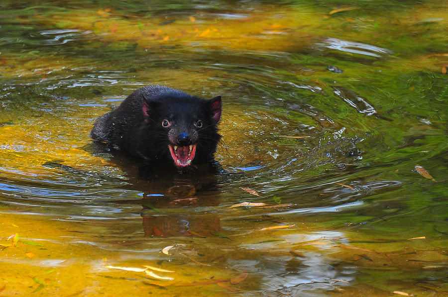 Tasmanian Devil Photograph by Harry Spitz