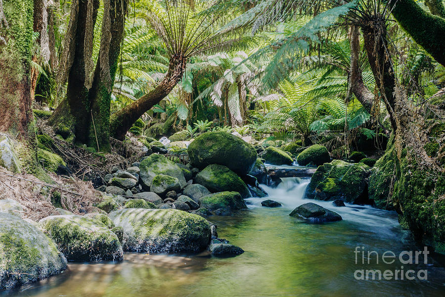 Tasmanian rainforest Photograph by Matteo Colombo