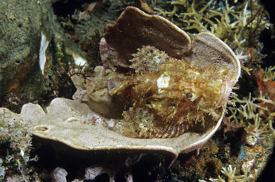 Tasseled Scorpionfish Photograph by Andrew J. Martinez