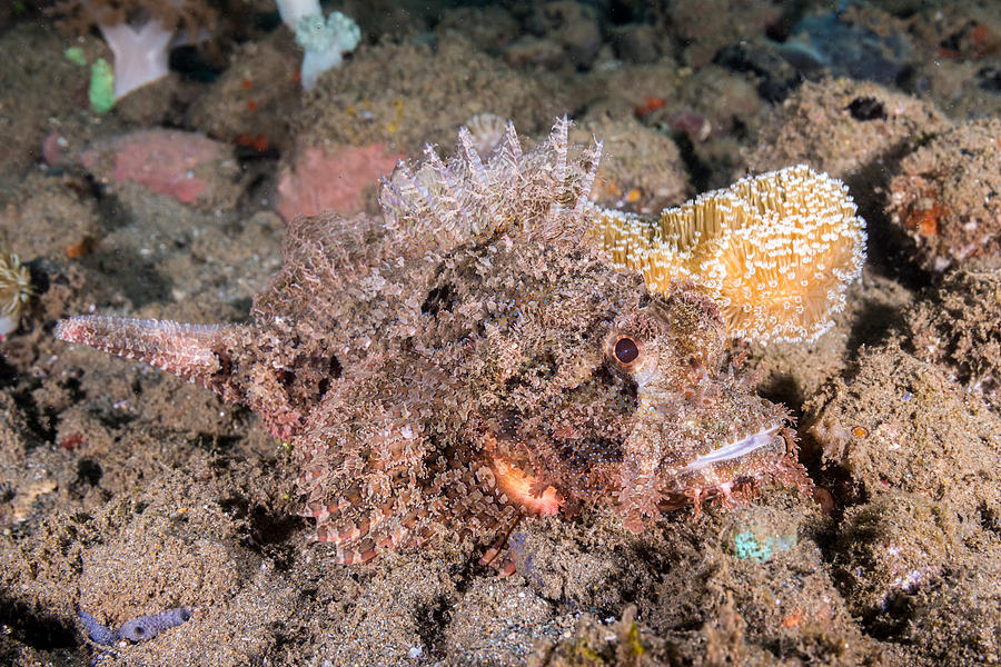 Tasseled Scorpionfish Camouflaging Photograph by Andrew J. Martinez