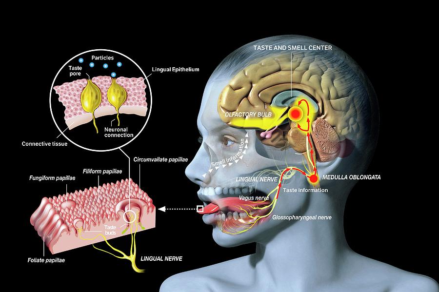 Taste And Smell Physiology Photograph by Science Photo Library - Fine ...