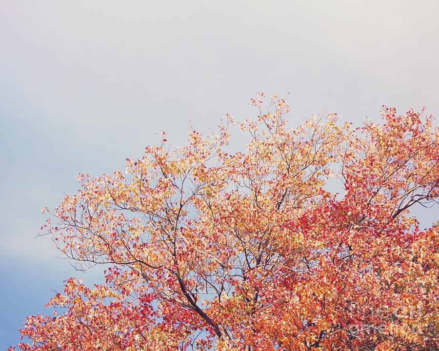 Taste of Autumn Photograph by Jillian Audrey Photography